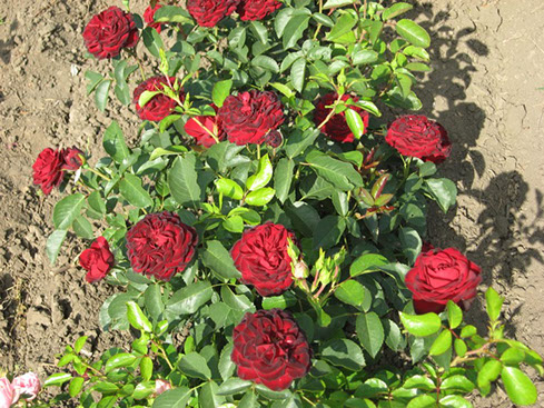 Sympatya futó rózsa jpg