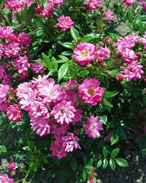 Sympatya futó rózsa jpg