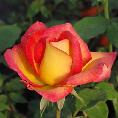 Sympatya futó rózsa jpg