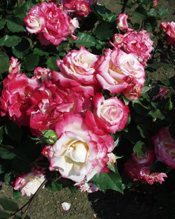 Sympatya futó rózsa jpg