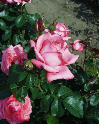 Sympatya futó rózsa jpg