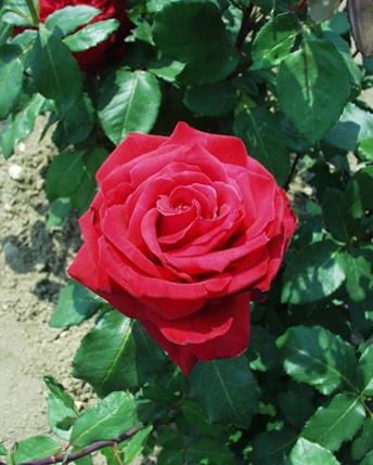 Sympatya futó rózsa jpg