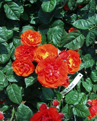 Sympatya futó rózsa jpg