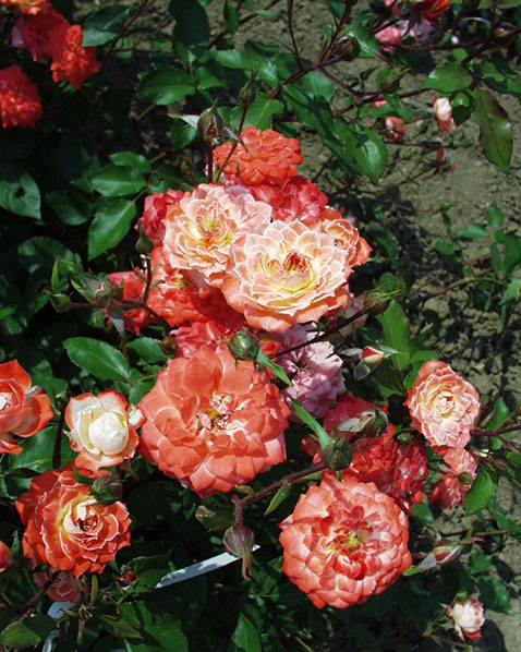 Sympatya futó rózsa jpg