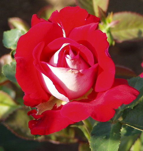 Szőregi Rózsaünnep 2015 programja