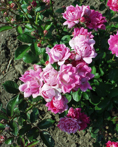 Sympatya futó rózsa jpg