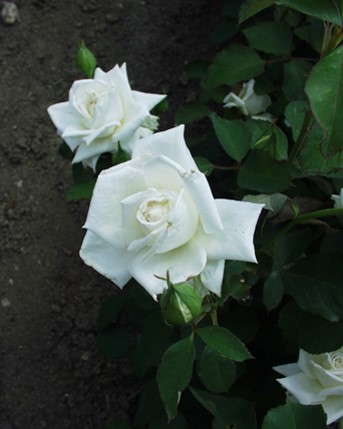 Sympatya futó rózsa jpg