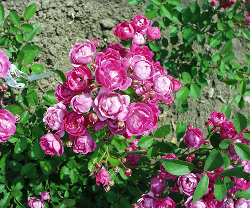 Sympatya futó rózsa jpg