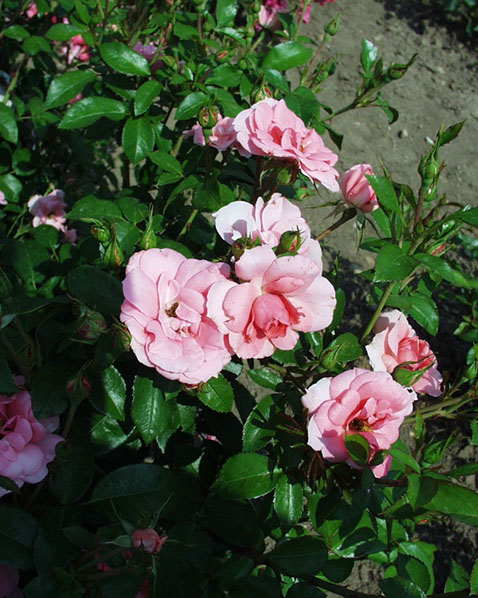 Sympatya futó rózsa jpg