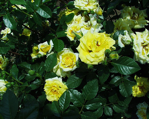 Sympatya futó rózsa jpg