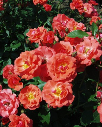 Sympatya futó rózsa jpg