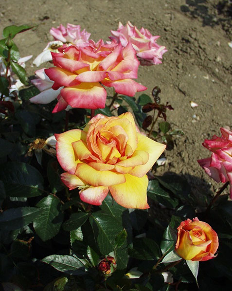 Sympatya futó rózsa jpg