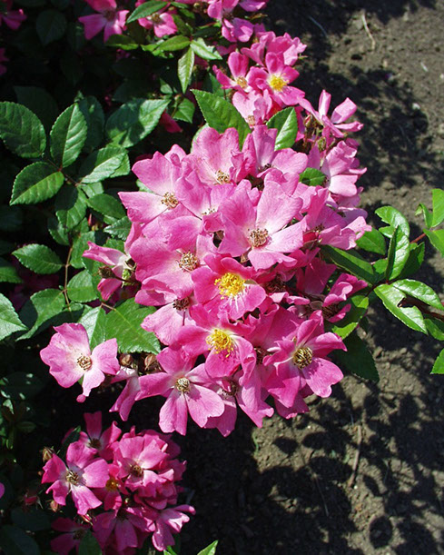 Sympatya futó rózsa jpg