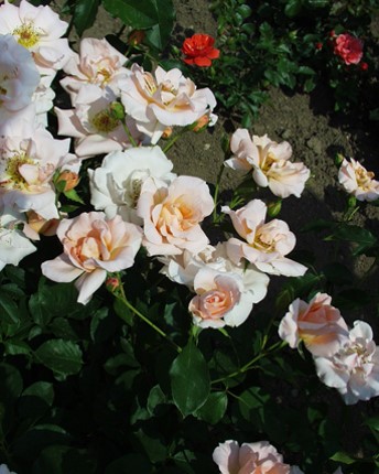 Sympatya futó rózsa jpg