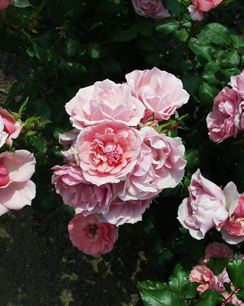 Sympatya futó rózsa jpg