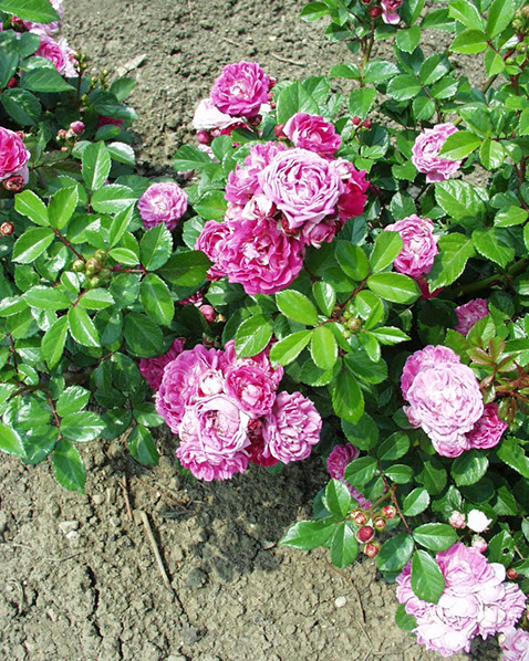 Sympatya futó rózsa jpg