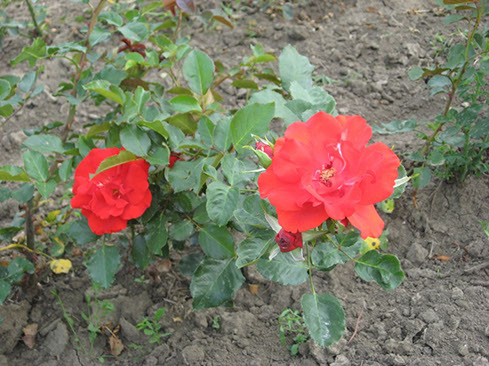 Sympatya futó rózsa jpg