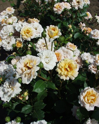 Sympatya futó rózsa jpg