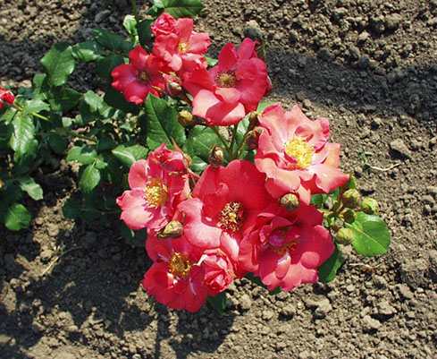 Sympatya futó rózsa jpg