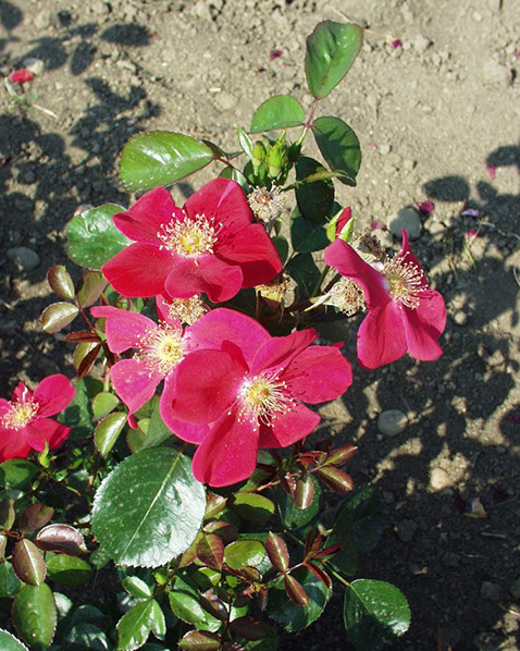 Sympatya futó rózsa jpg