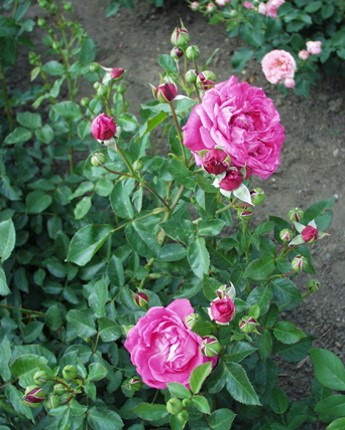 Sympatya futó rózsa jpg