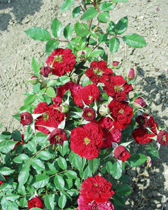 Sympatya futó rózsa jpg