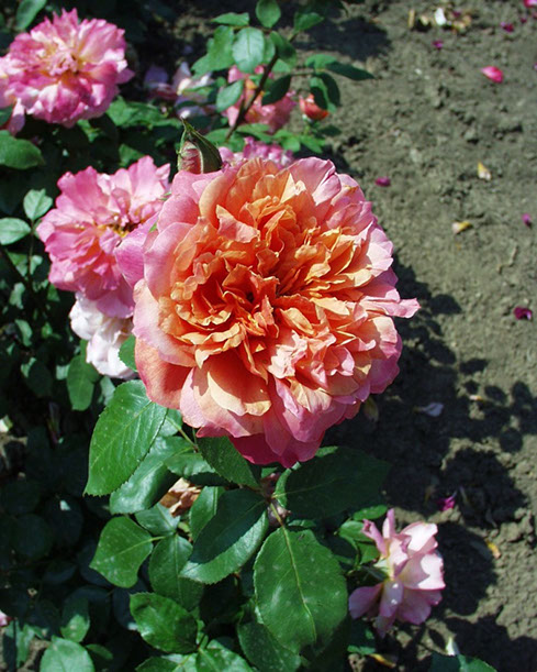 Sympatya futó rózsa jpg