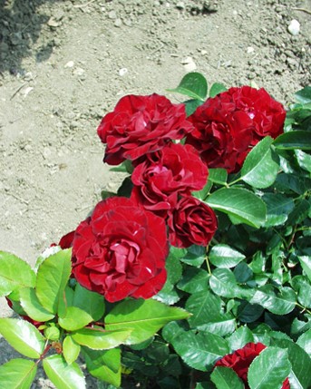 Sympatya futó rózsa jpg