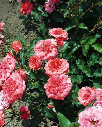 Sympatya futó rózsa jpg