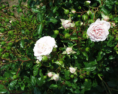 Sympatya futó rózsa jpg