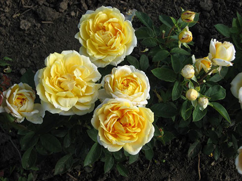 Sympatya futó rózsa jpg