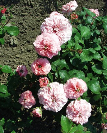 Sympatya futó rózsa jpg