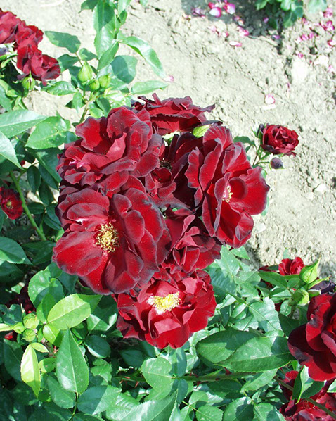 Sympatya futó rózsa jpg