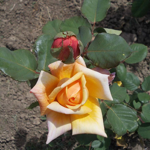 Sympatya futó rózsa jpg