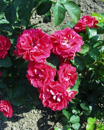 Sympatya futó rózsa jpg