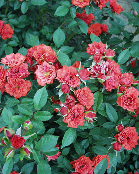 Sympatya futó rózsa jpg