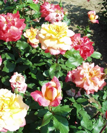 Sympatya futó rózsa jpg