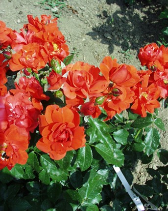 Sympatya futó rózsa jpg