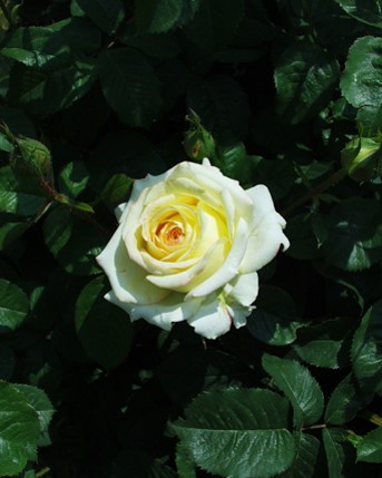 Sympatya futó rózsa jpg