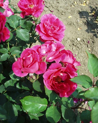 Sympatya futó rózsa jpg