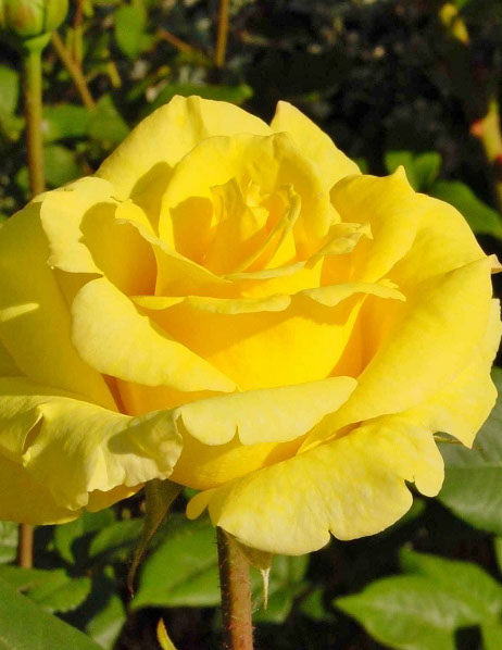 Sympatya futó rózsa jpg