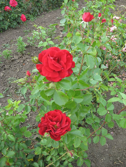 Sympatya futó rózsa jpg