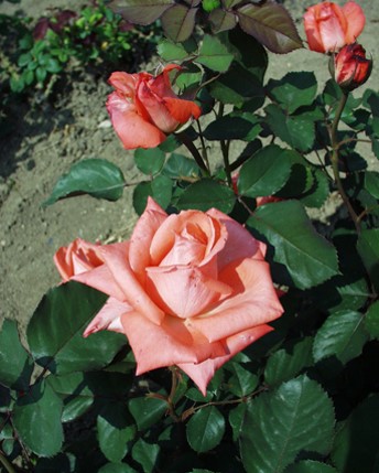 Sympatya futó rózsa jpg