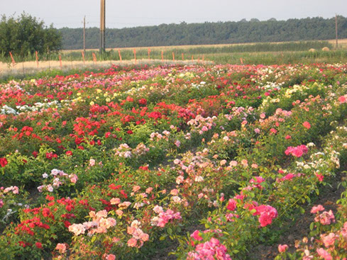 Sympatya futó rózsa jpg