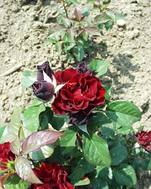 Sympatya futó rózsa jpg