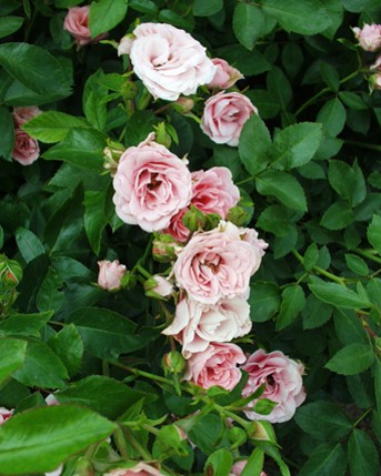 Sympatya futó rózsa jpg