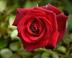 Sympatya futó rózsa jpg