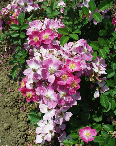 Sympatya futó rózsa jpg