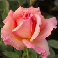 Sympatya futó rózsa jpg