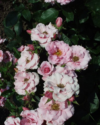 Sympatya futó rózsa jpg